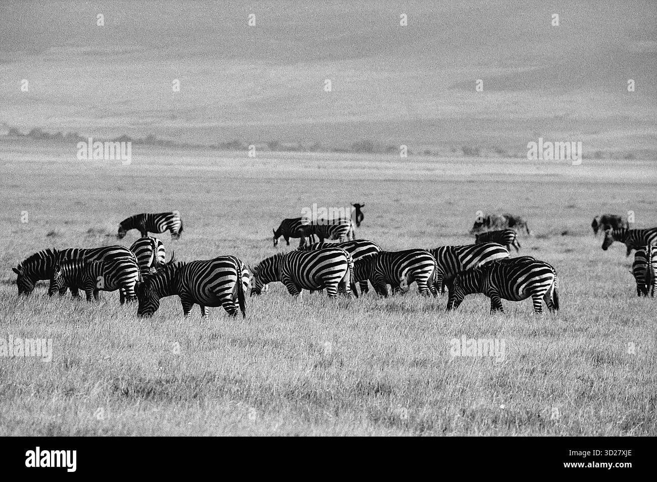 Una mandria di zebre pascolano nella vasta prateria del Nagorongoro Crater National Park, Tanzania. L'iconico cratere, una caldera vulcanica dormiente, fornisce un habitat unico per la fauna selvatica variegata, tra cui le zebre, che sono una vista comune all'interno dei confini del parco. Foto Stock