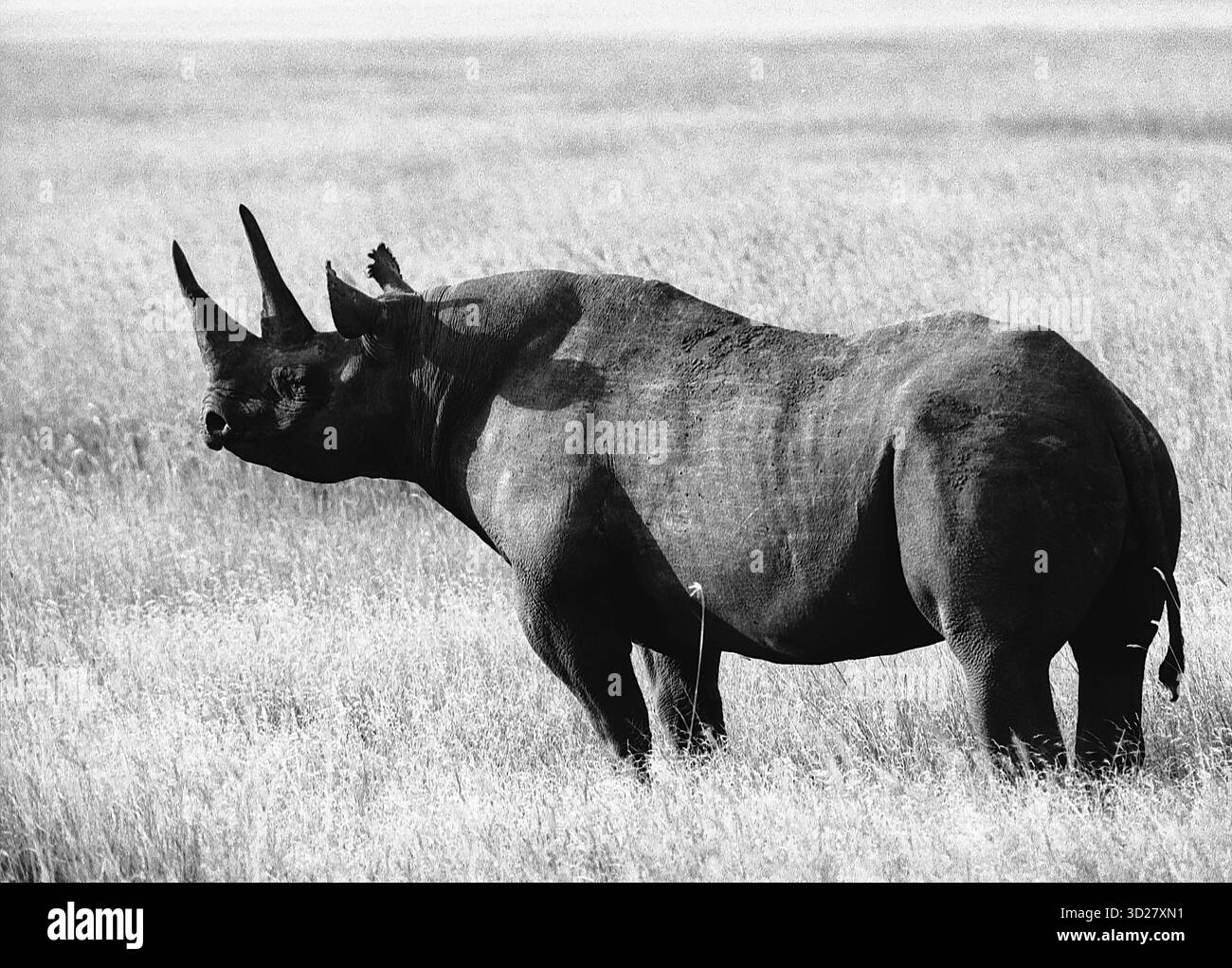 Fotografia in bianco e nero di un rinoceronte nero in piedi in erba alta all'interno del Parco Nazionale del cratere di Nagorongoro, Tanzania. Il rinoceronte è posizionato al centro della cornice, mostrando le sue immense dimensioni e la sua potente costruzione sullo sfondo del vasto paesaggio del cratere. Foto Stock