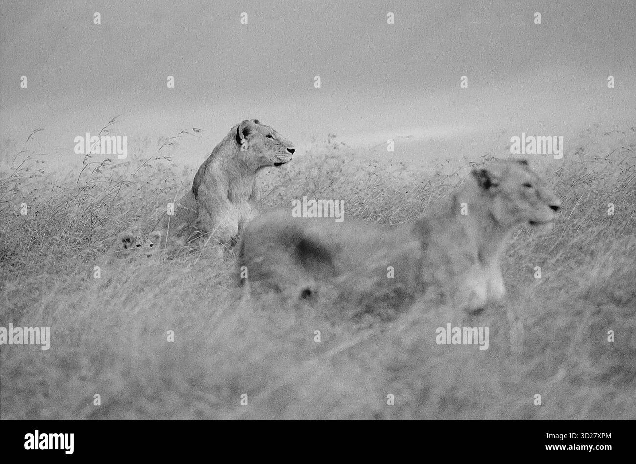 Il cratere di Ngorongoro, patrimonio dell'umanità dell'UNESCO, offre un'opportunità senza precedenti di osservare la fauna selvatica africana nel suo habitat naturale. Questa impressionante immagine cattura un paio di leoni che riposano tra le alte erbe del fondo del cratere, mostrando la robusta popolazione di leoni della regione e il suggestivo paesaggio che caratterizza questo straordinario ecosistema. Il terreno variegato del cratere e l'abbondante fauna selvatica lo rendono una destinazione privilegiata per gli appassionati di safari. Foto Stock