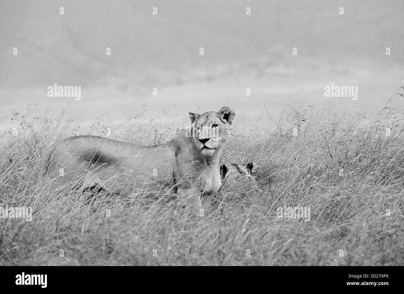 Immortalata tra i suggestivi paesaggi del cratere di Ngorongoro, in Tanzania, questa immagine rivela una leonessa solitaria che controlla il suo dominio. Il cratere, patrimonio dell'umanità dell'UNESCO, offre un ecosistema unico che supporta una notevole concentrazione di fauna selvatica, tra cui predatori ed erbivori. Questa scena sottolinea la bellezza grezza e le sfide intrinseche della vita in una delle aree protette più rinomate dell'Africa. Foto Stock