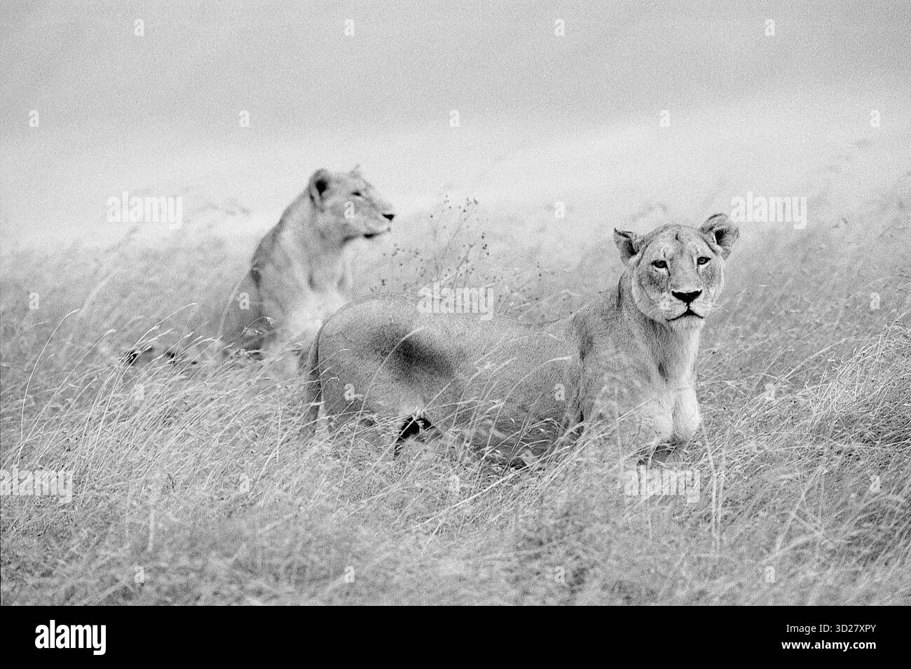 Il Parco Nazionale del cratere di Ngorongoro in Tanzania offre un'opportunità senza precedenti per ammirare la bellezza selvaggia della savana africana. Questa sorprendente fotografia in bianco e nero cattura un momento di osservazione tranquilla mentre due leoni si rilassano tra le alte erbe, evidenziando l'incredibile biodiversità del parco e i predatori che lo chiamano casa. La scena evoca un senso di serenità e la profonda connessione tra la fauna selvatica e il loro ambiente. Foto Stock