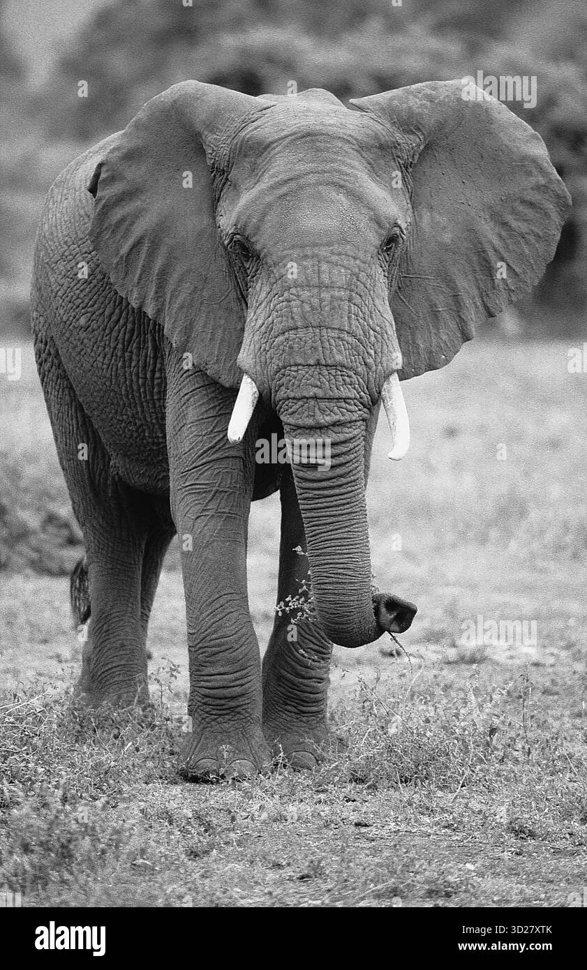 Un maestoso elefante africano si erge prominentemente nel Parco Nazionale del Lago Manyara, Tanzania. Il grande toro mostra le sue dimensioni impressionanti e le caratteristiche orecchie grandi che aiutano a regolare la temperatura corporea. Questa iconica scena cattura la bellezza selvaggia e l'incredibile diversità della fauna selvatica che si trova all'interno del principale parco nazionale della Tanzania. Foto Stock