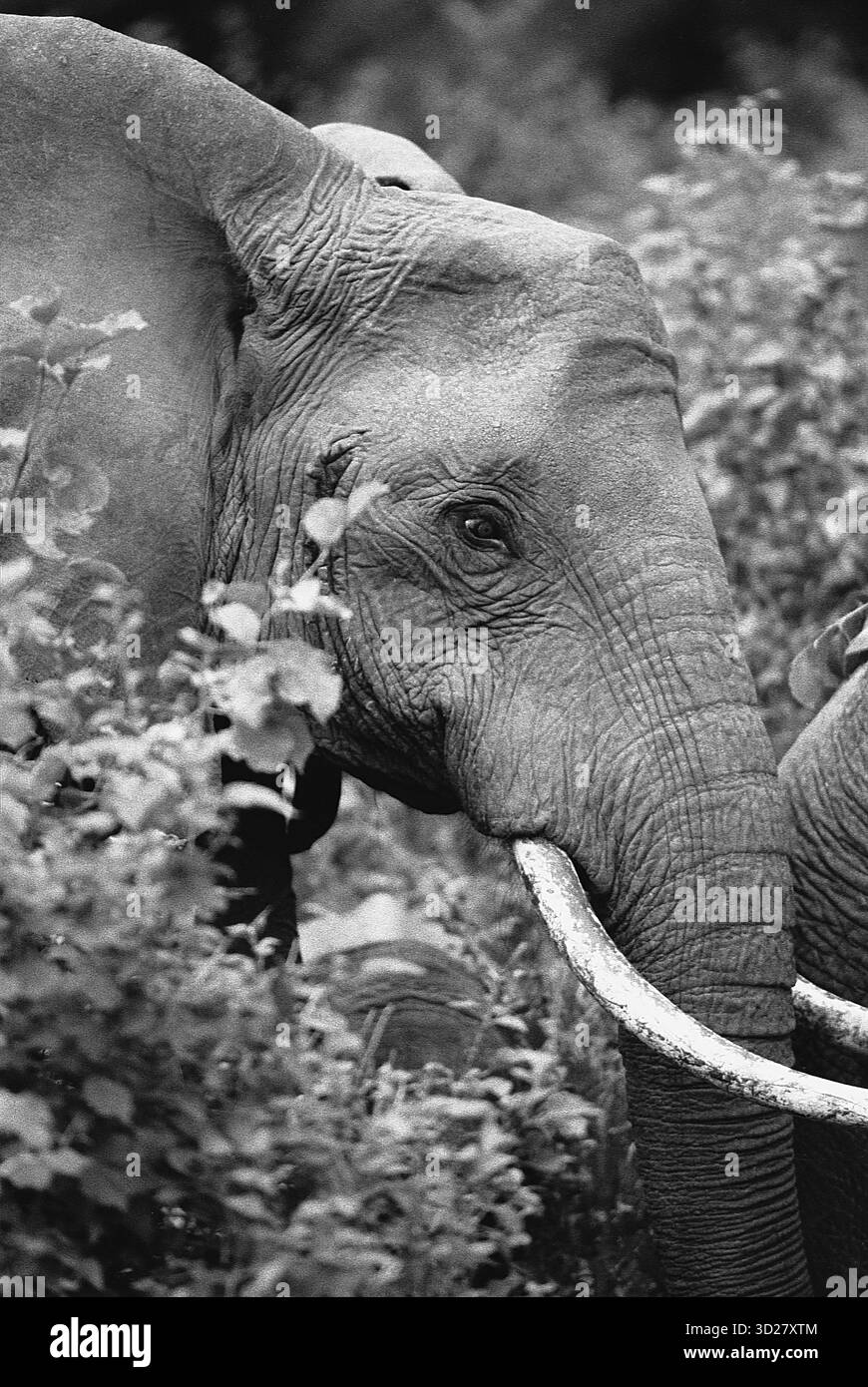 Catturata tra la lussureggiante vegetazione del Parco Nazionale del Lago Manyara, Tanzania, questa suggestiva immagine rivela un primo piano di un elefante africano. L'animale maturo, parzialmente oscurato da fitte fogliame, offre uno sguardo accattivante sulla variegata fauna selvatica che si trova all'interno di questa rinomata area protetta, conosciuta per i suoi habitat variegati e l'abbondante avifauna. Foto Stock