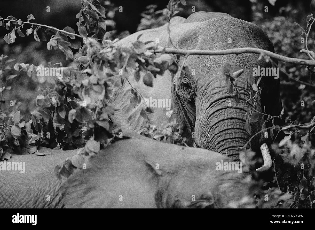 Il Parco Nazionale del Lago Manyara, Tanzania, è rinomato per la sua incredibile biodiversità e questa immagine impressionante cattura un momento di intima osservazione della fauna selvatica. L'elefante, parzialmente oscurato da una lussureggiante vegetazione, esemplifica la fitta vegetazione del parco e le impressionanti dimensioni delle specie di elefanti africani. La scena offre un'occhiata all'habitat naturale dove prosperano questi magnifici animali. Foto Stock