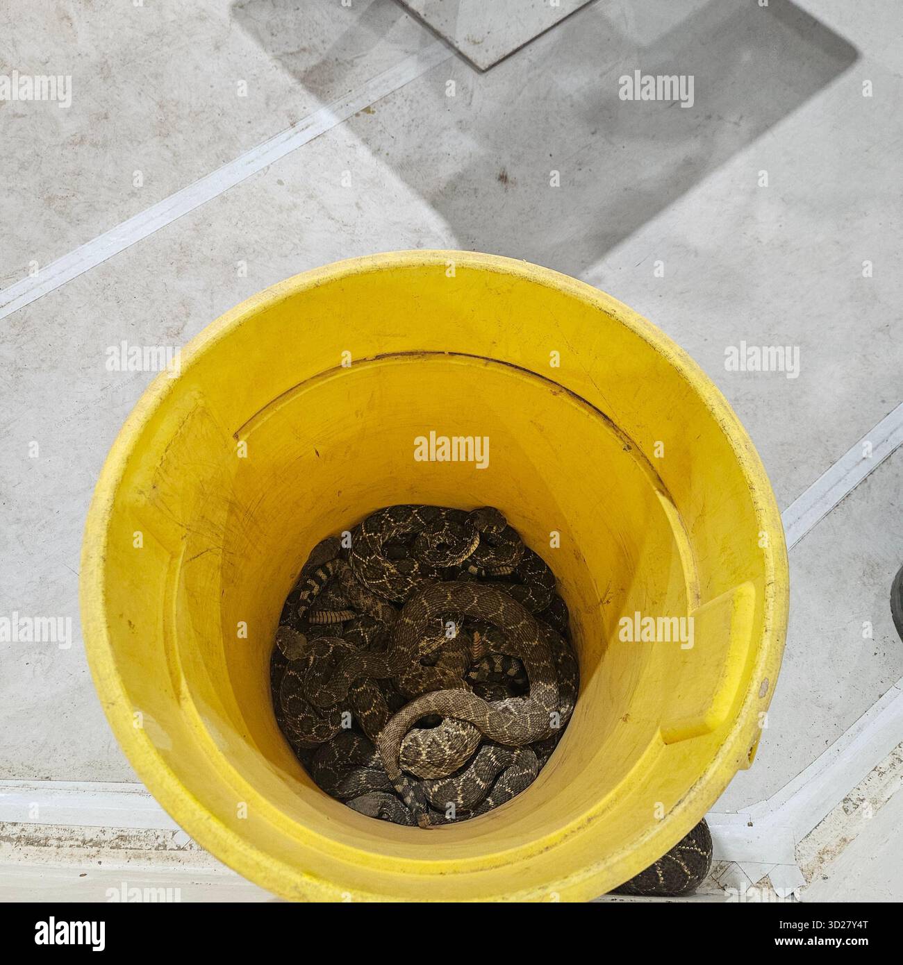Secchio pieno di serpenti a sonagli al Sweetwater Rattlesnake Round-Up, Texas Foto Stock