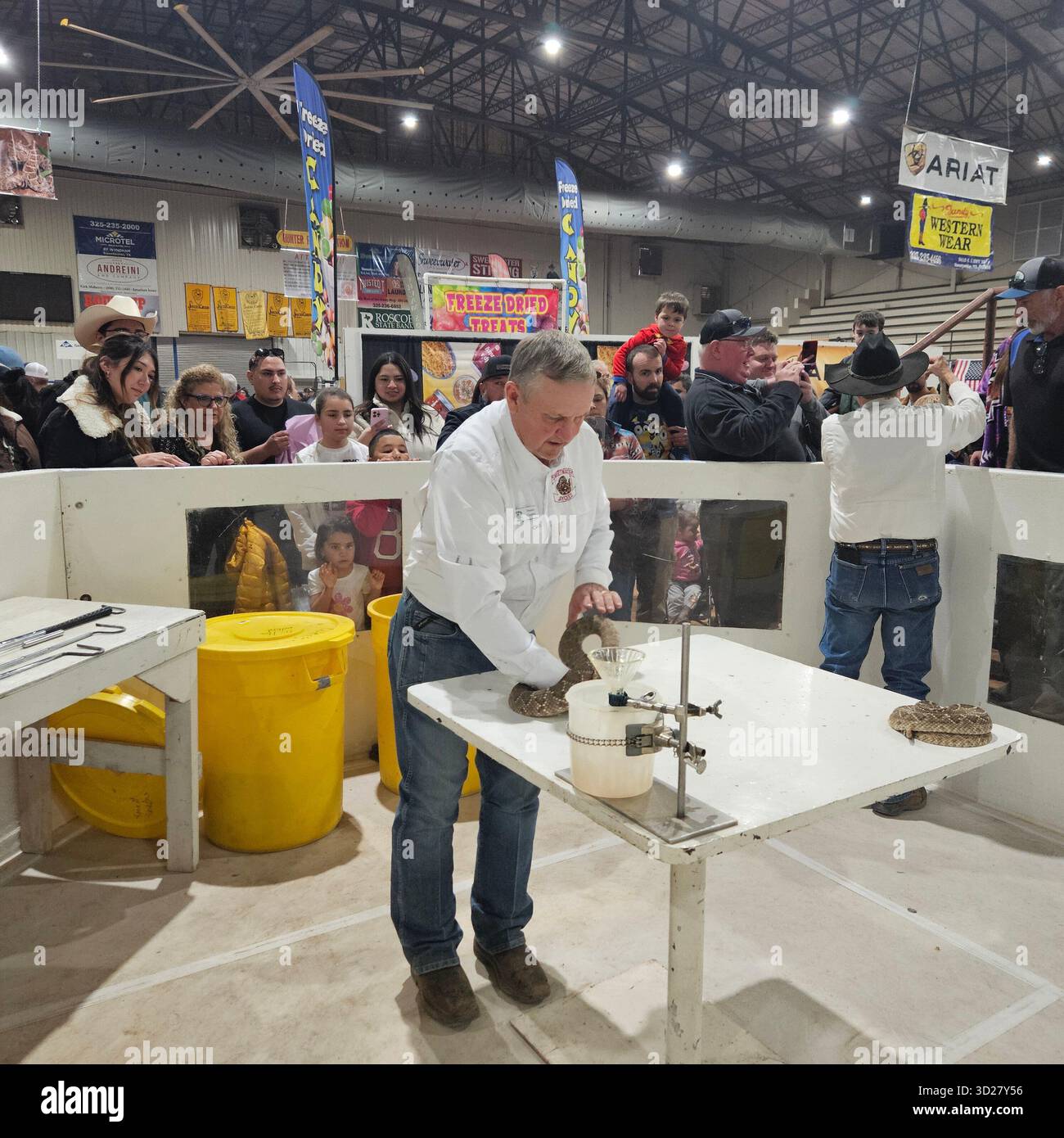 Membro Jaycees che estrae il veleno del serpente a sonagli durante Sweetwater Round-Up, Texas Foto Stock