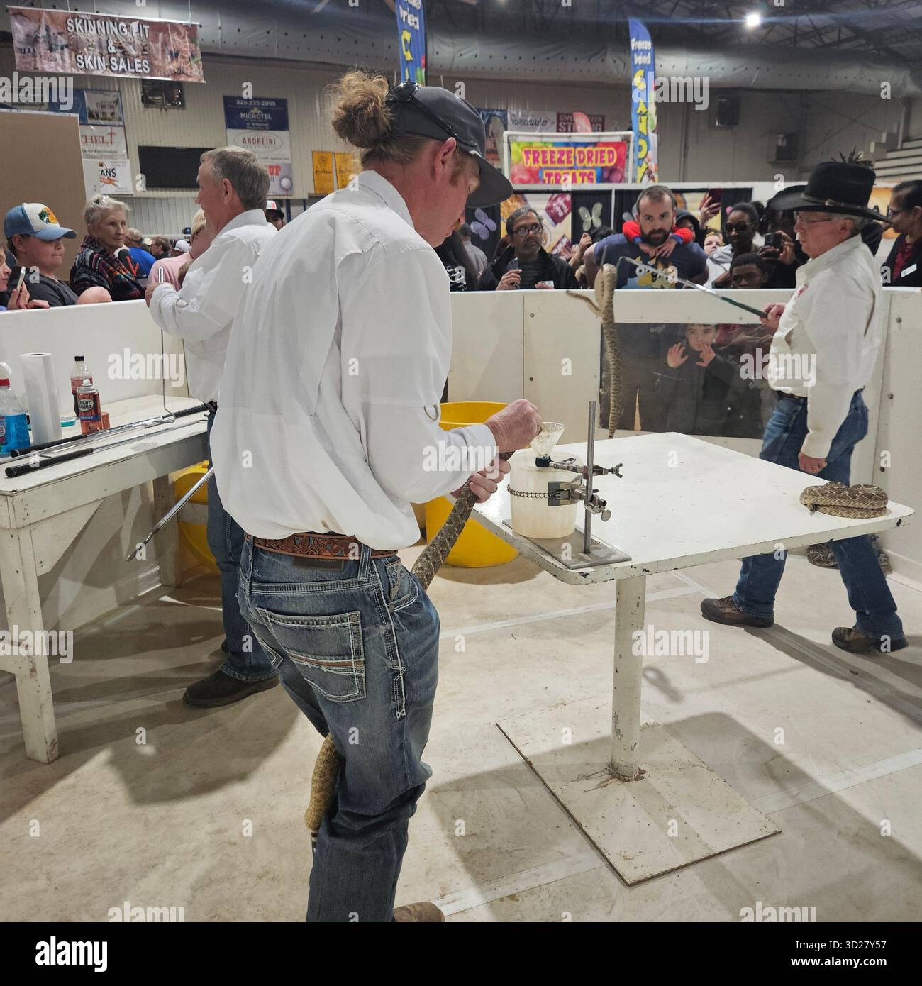 Membro Jaycees che estrae il veleno del serpente a sonagli durante Sweetwater Round-Up, Texas Foto Stock