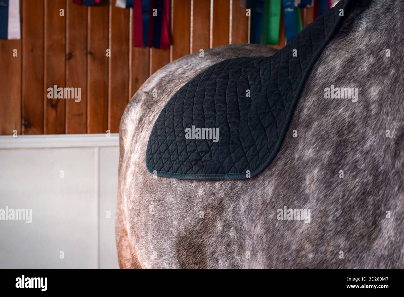 Vista ravvicinata di una sottosella nera appoggiata sulla schiena di un cavallo, mostrando la consistenza e la vestibilità prima di posizionare la sella Foto Stock