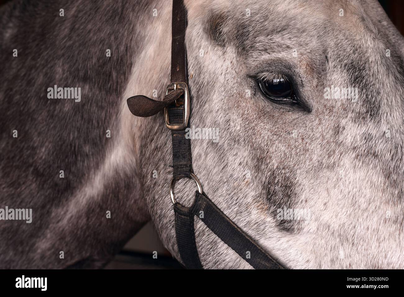 Vista laterale ravvicinata della testa di un cavallo grigio e bianco che indossa una briglia di pelle marrone Foto Stock