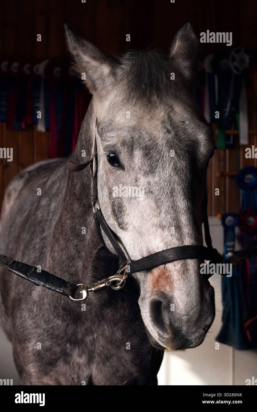 Ritratto ravvicinato di un cavallo grigio e bianco in piedi all'interno delle stalle con luce naturale soffusa Foto Stock