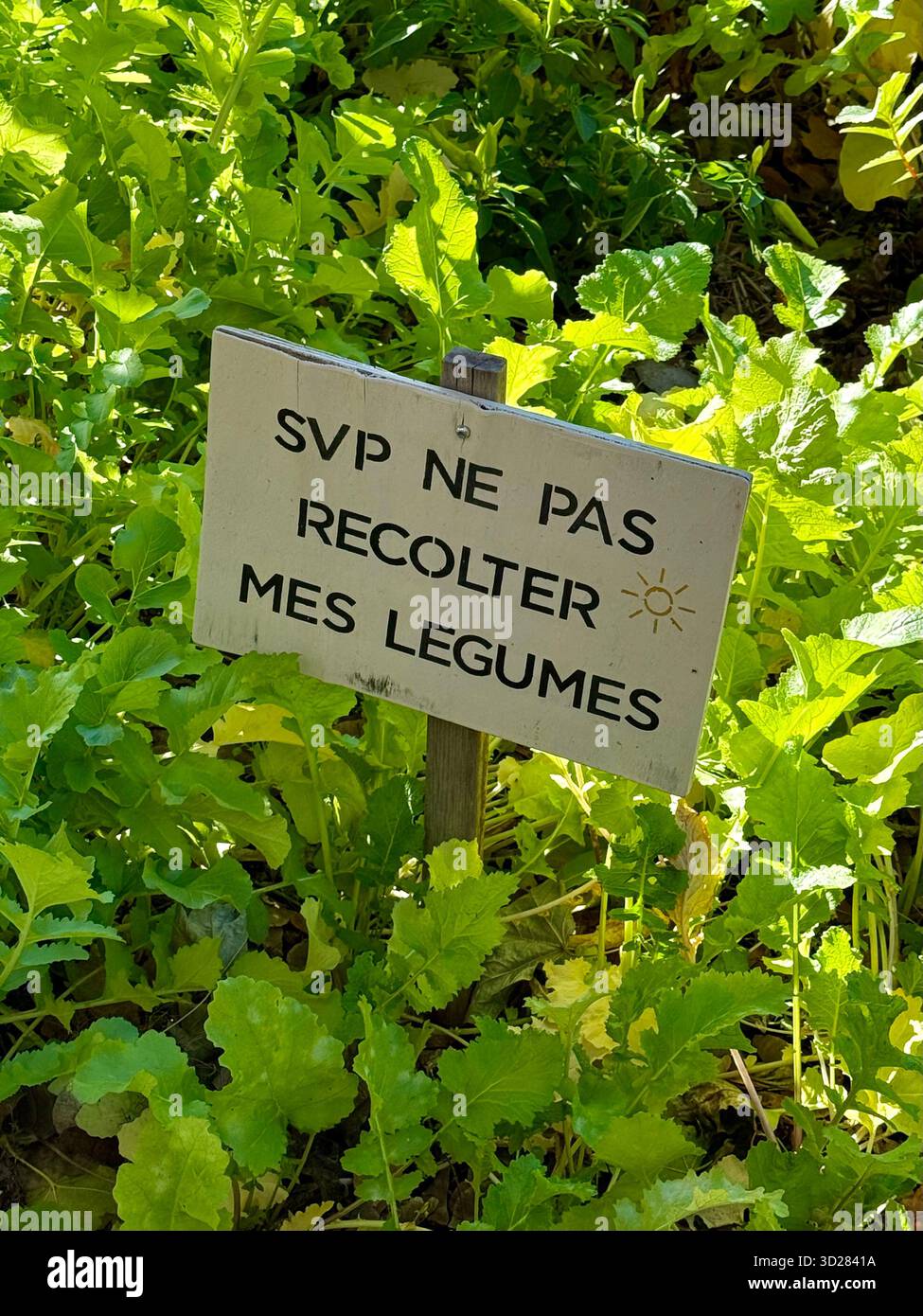 Orto urbano con iscrizione in francese che dice : per favore, non raccogliete le mie verdure - Immagine stock catturata con smartphone