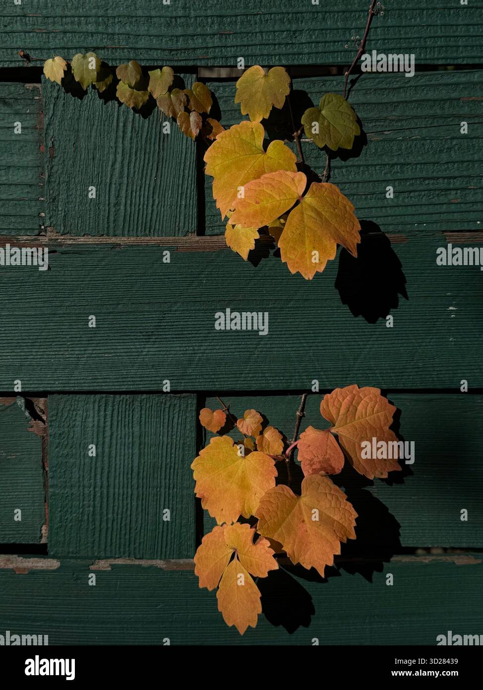 Autunno vibe Foto Stock