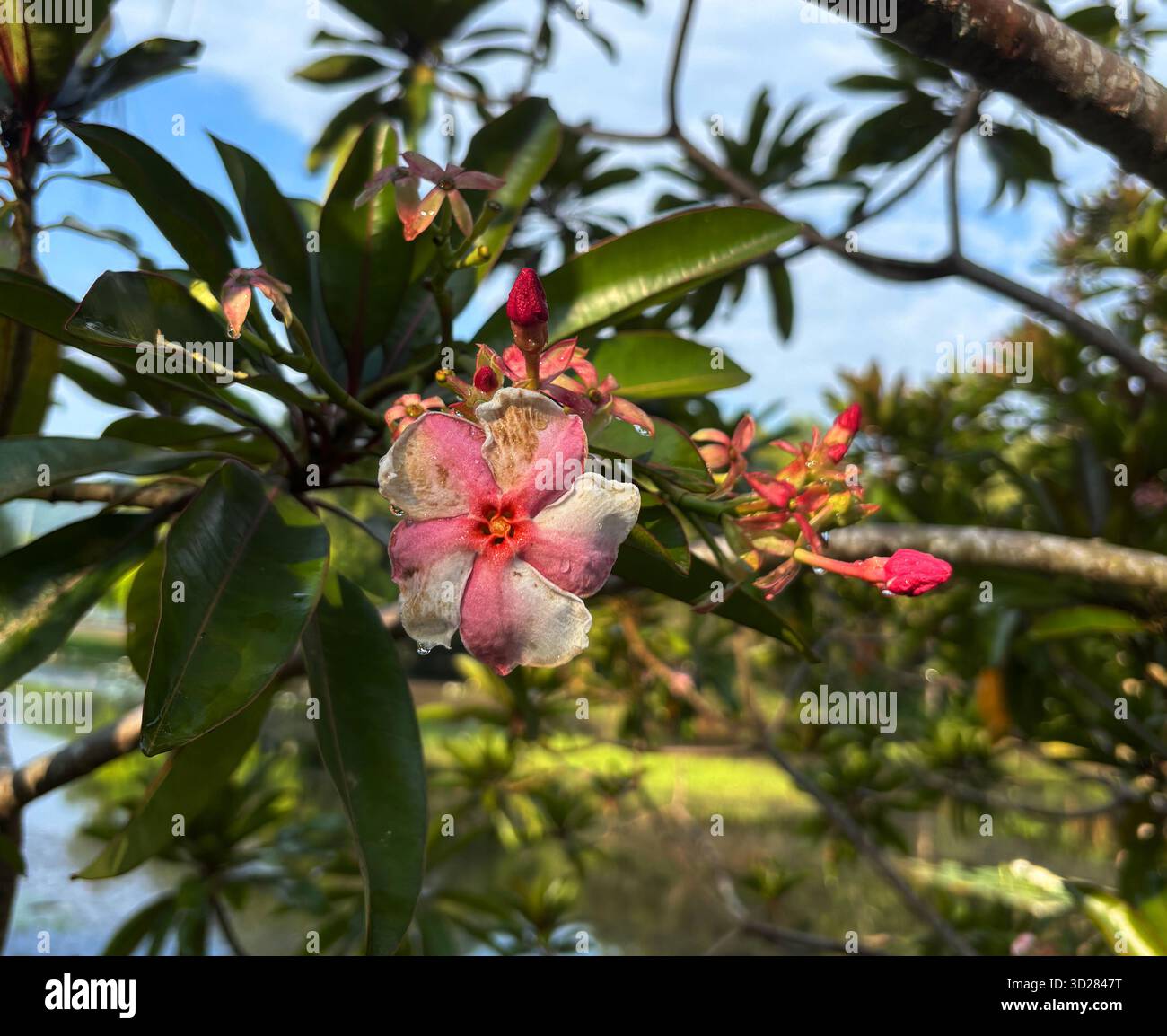 Fiore di prima mattina della specie Cerbera rosa, Centenary Lakes, Cairns, Queensland, Australia - Immagine stock catturata con smartphone