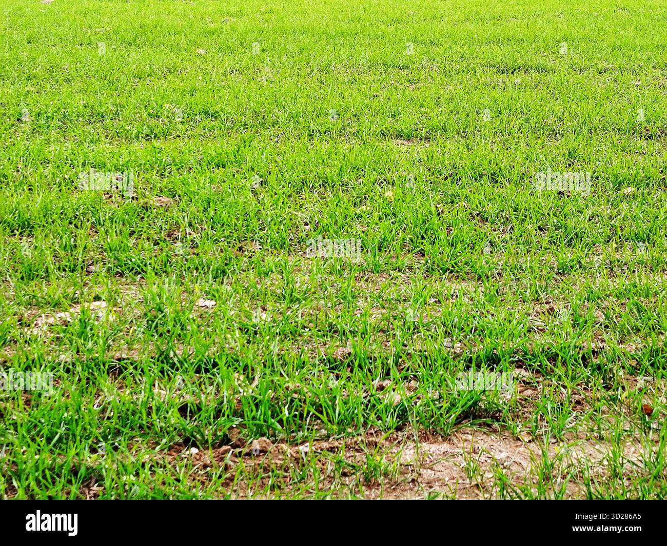 Erba verde in un campo. Foto Stock