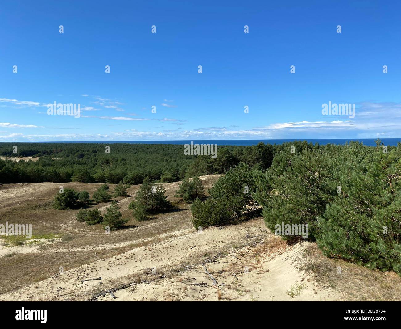 Paesaggio Curonian Spit sulla costa del Mar Baltico. La spiaggia, ricoperta di arbusti e erbe selvatiche, incontra le acque calme e limpide sotto il cielo Foto Stock
