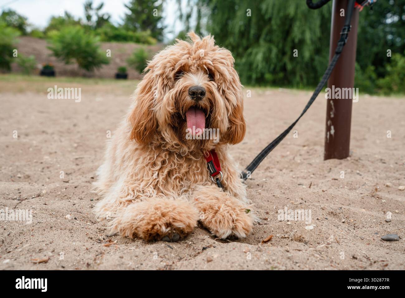 Un ritratto ravvicinato di un affascinante cane bruno di razza Labradoodle o Cavapoo all'aperto sulla sabbia. Foto Stock