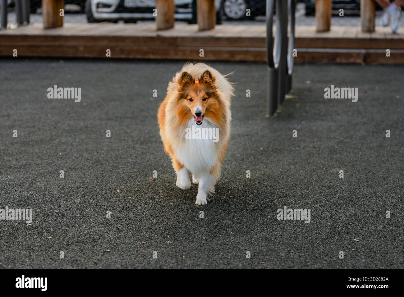 Un cane marrone nel parco per cani all'aperto Foto Stock