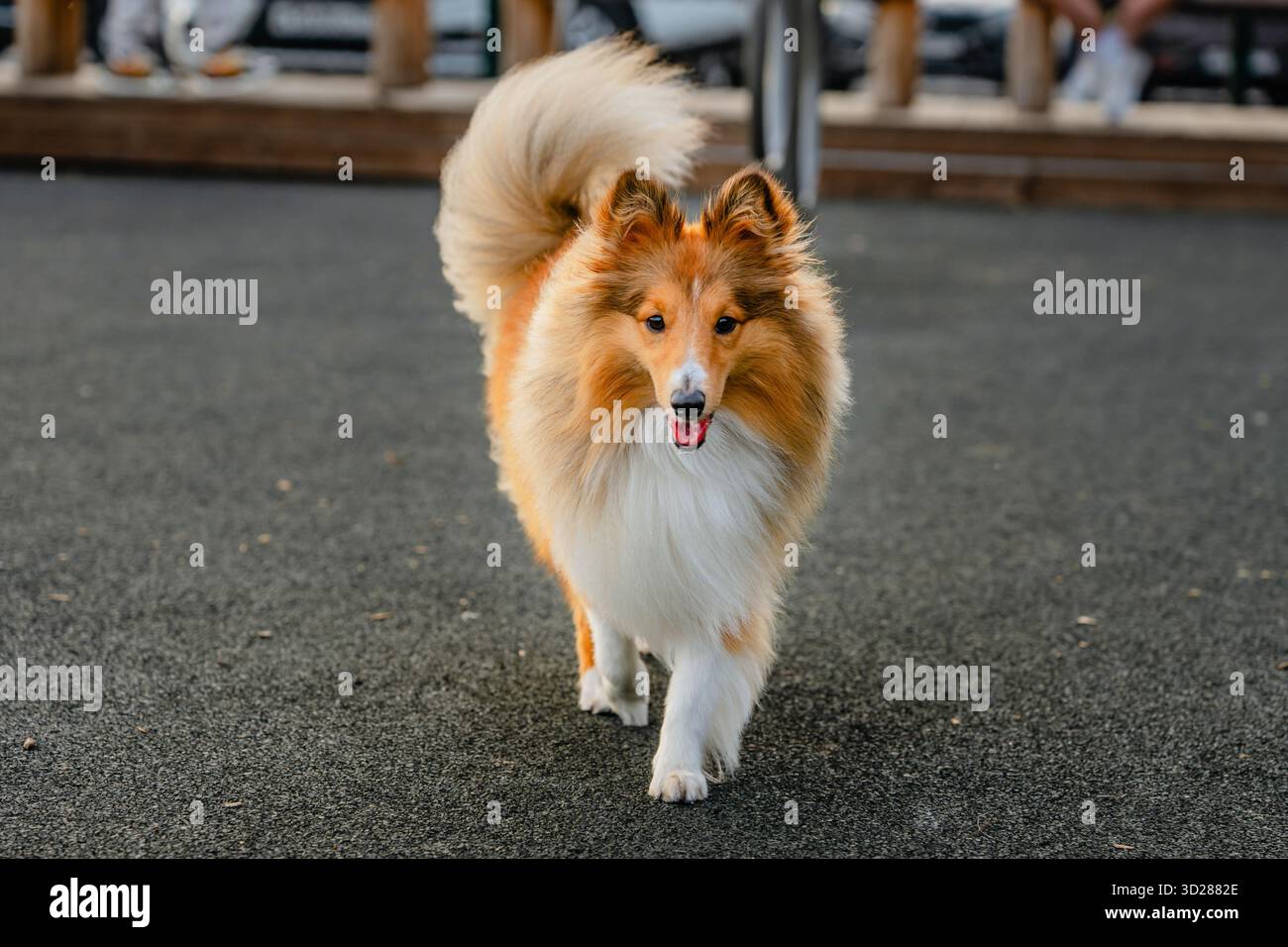 Un cane marrone nel parco per cani all'aperto Foto Stock