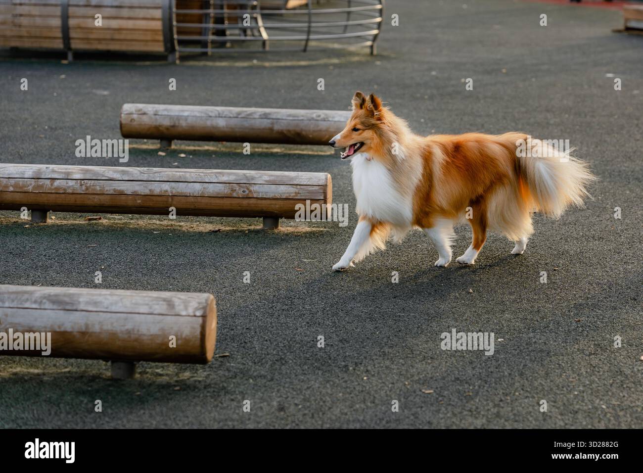 Un cane marrone nel parco per cani all'aperto Foto Stock