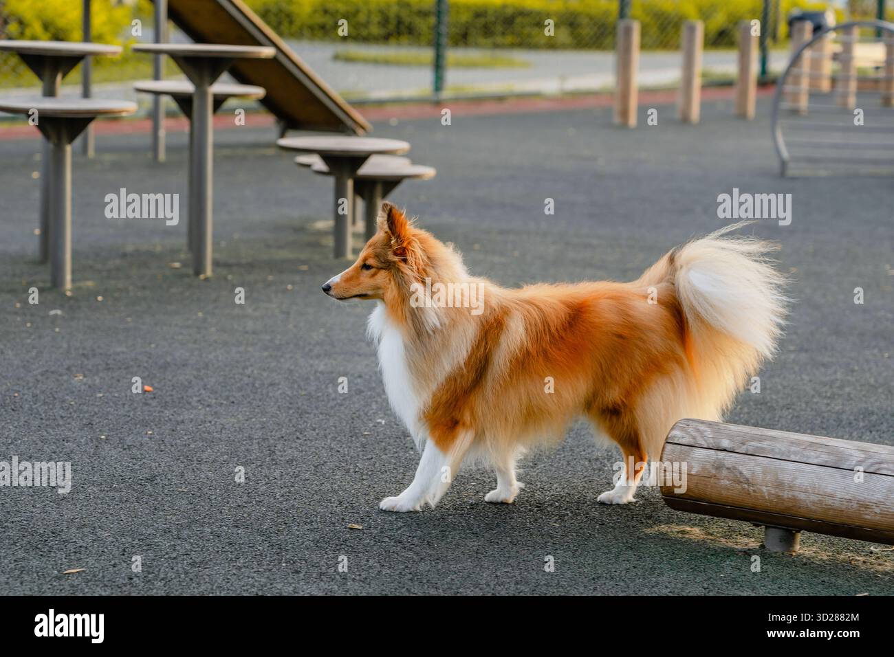 Un cane marrone nel parco per cani all'aperto Foto Stock