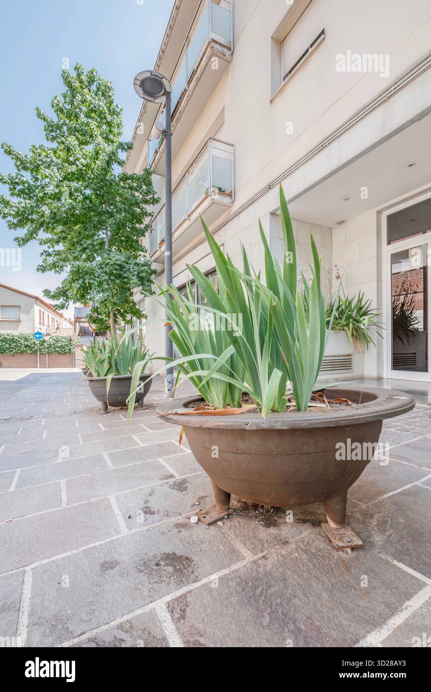 Fioriere in calcestruzzo con grandi piante simili ad agave su un marciapiede lastricato in pietra all'esterno di un edificio residenziale in una luminosa giornata di sole in Spagna Foto Stock