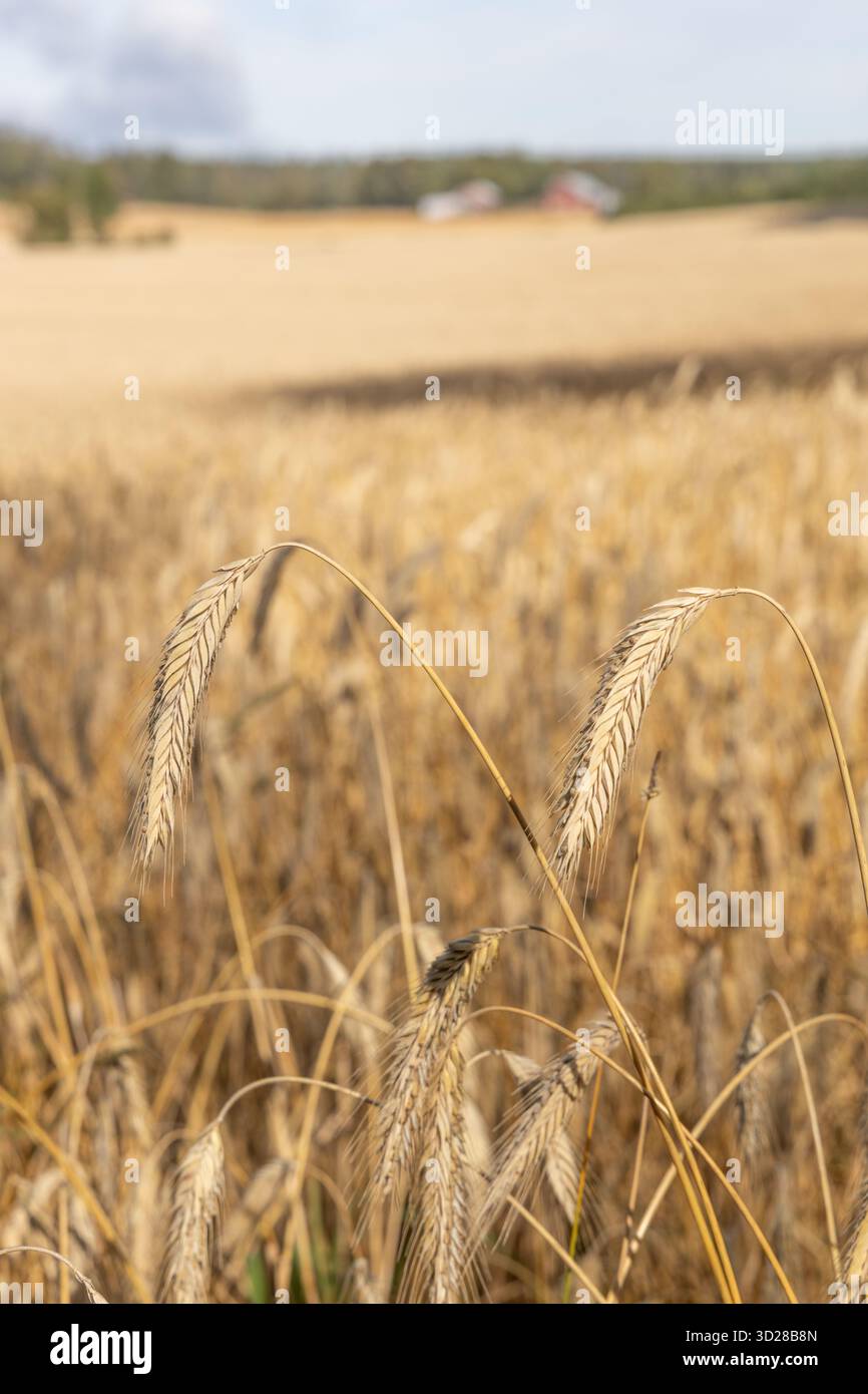 Campo di segale maturo a settembre nel sud-ovest della Finlandia Foto Stock