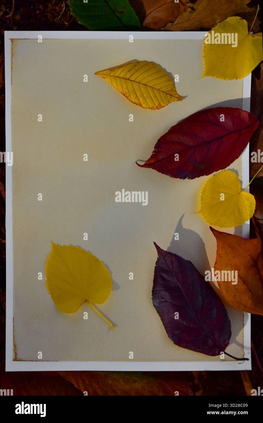 Foglie autunnali su carta dipinta di caffè Foto Stock