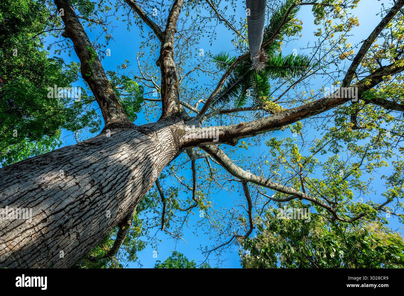 Alberi nel parco centrale di Villavieja, Colombia Foto Stock