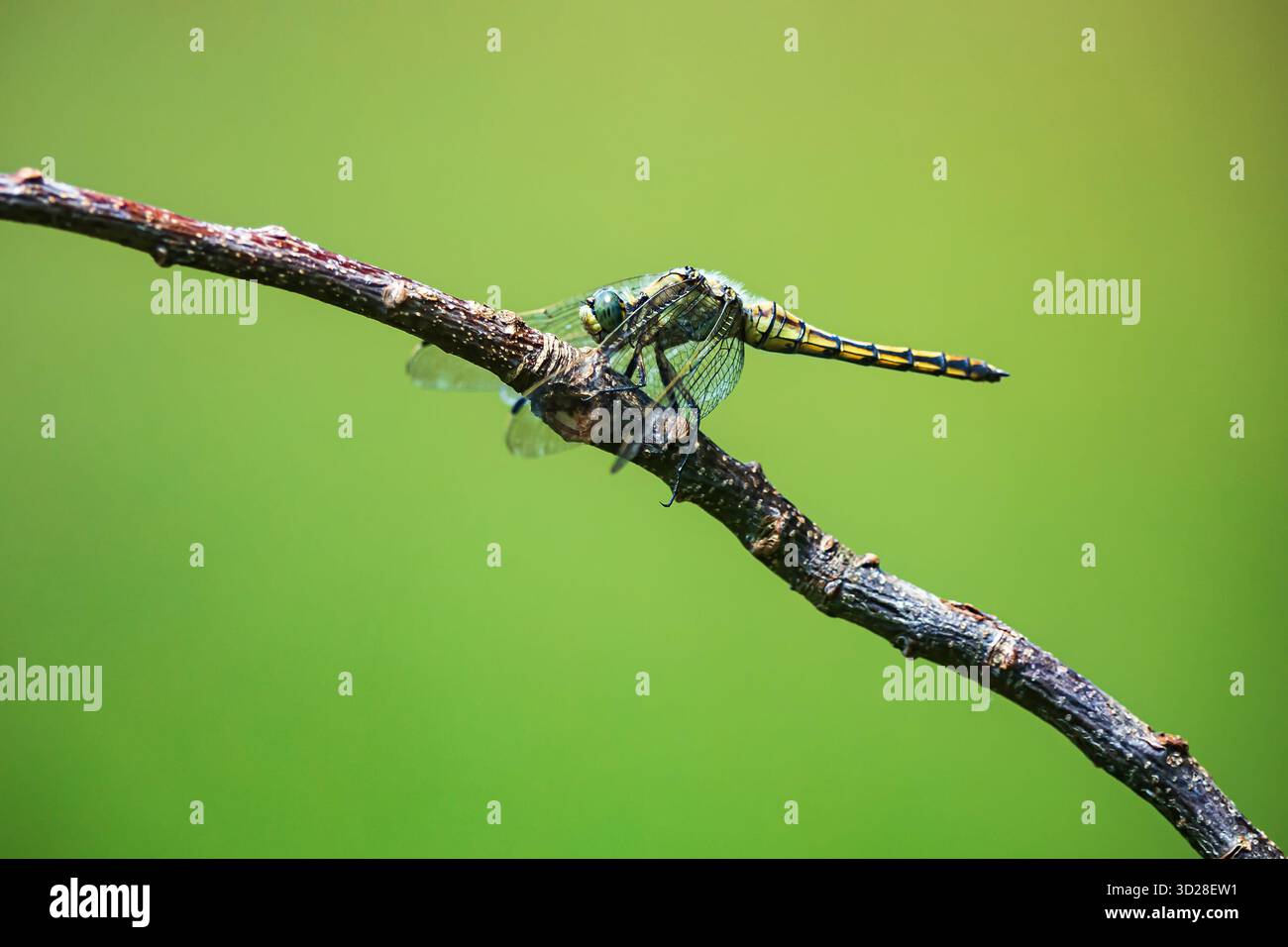 Dragonfly (Orthetrum cancellatum) seduta su un ramoscello vicino al prato Foto Stock