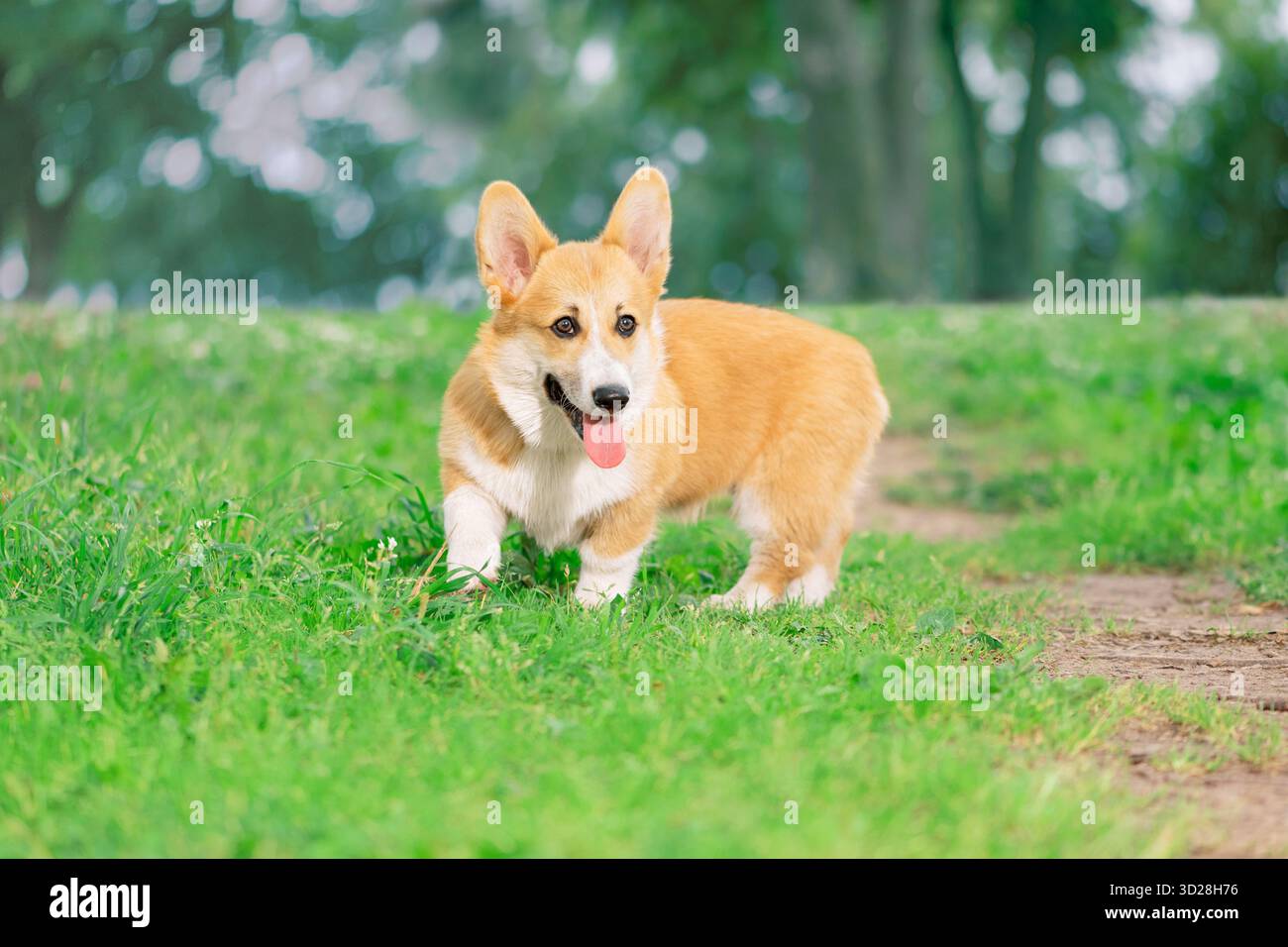 Il cane rosso felice con la lingua fuori è in piedi sull'erba accanto a un sentiero e guarda la telecamera Foto Stock