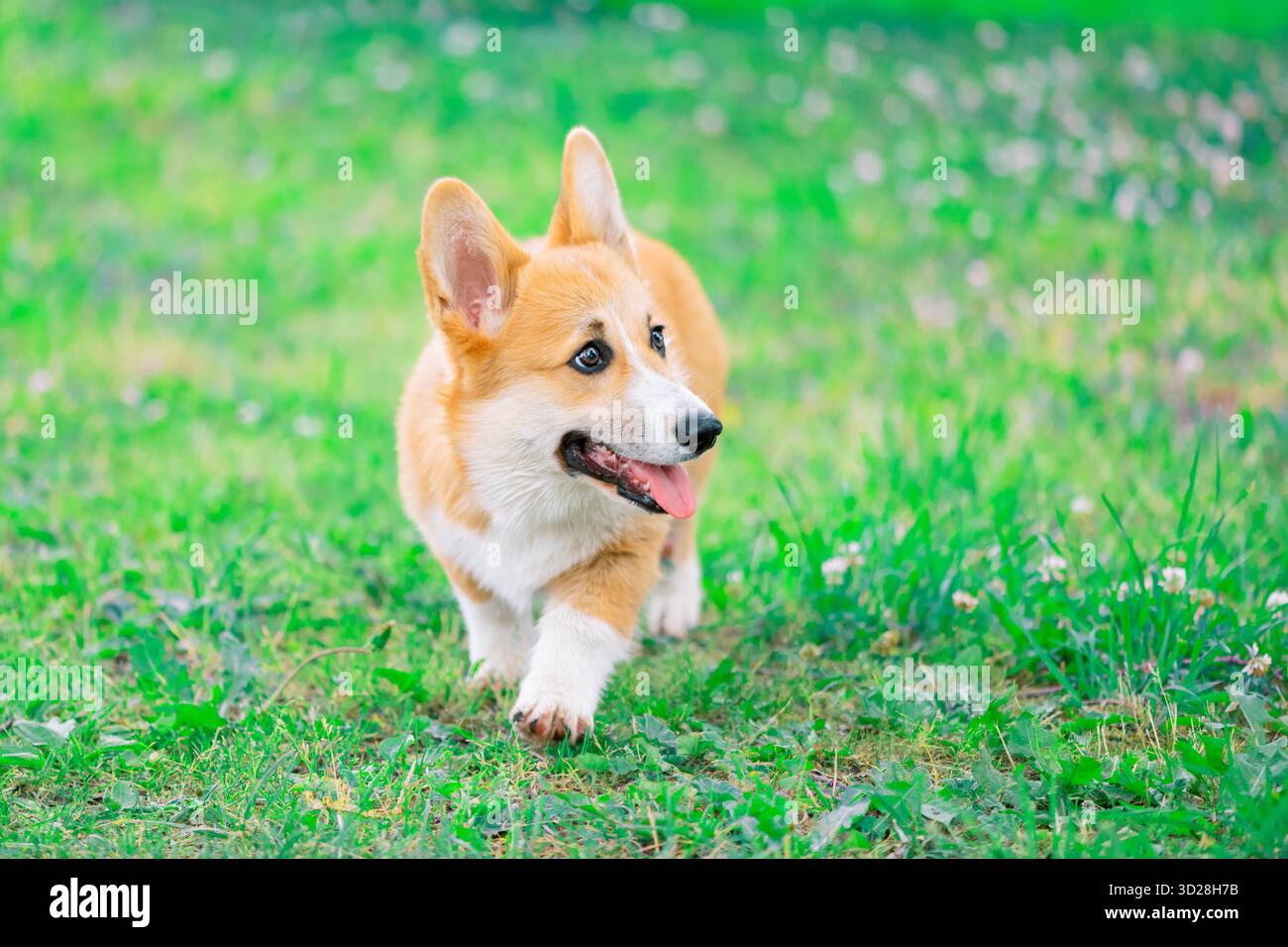 Un simpatico cane di razza Pembroke Welsh Corgi con la lingua fuori cammina sull'erba e guarda lontano Foto Stock