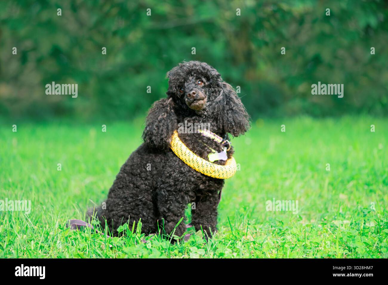Divertente barboncino nero con un estrattore giallo intorno al collo seduto sull'erba Foto Stock