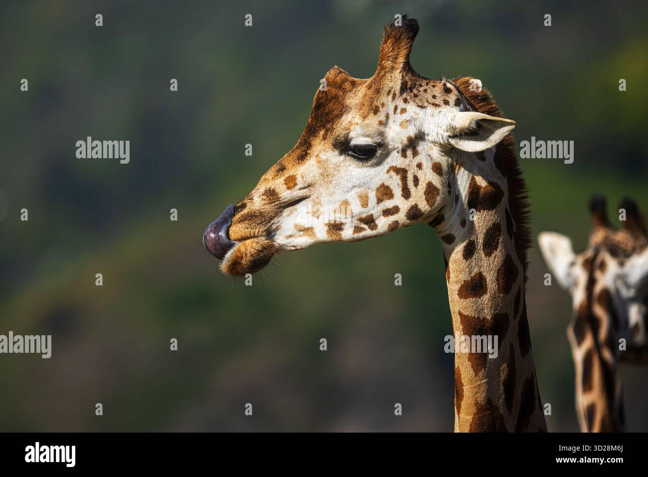 Giraffa nubiana (Giraffa camelopardalis camelopardalis) ritratto dettagliato Foto Stock