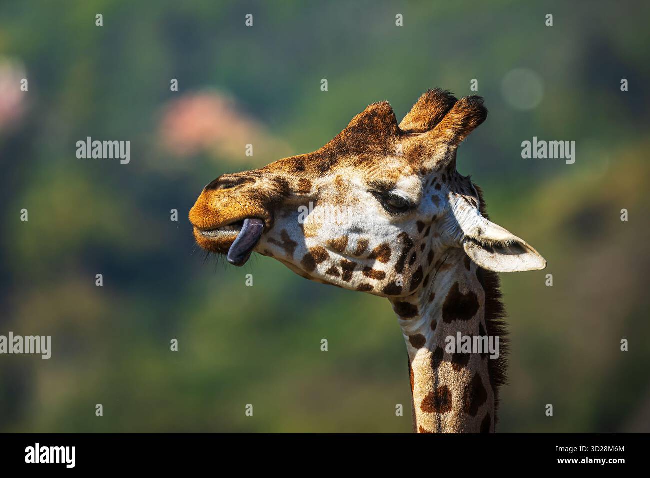Giraffa nubiana (Giraffa camelopardalis camelopardalis) solo ritratto della testa Foto Stock