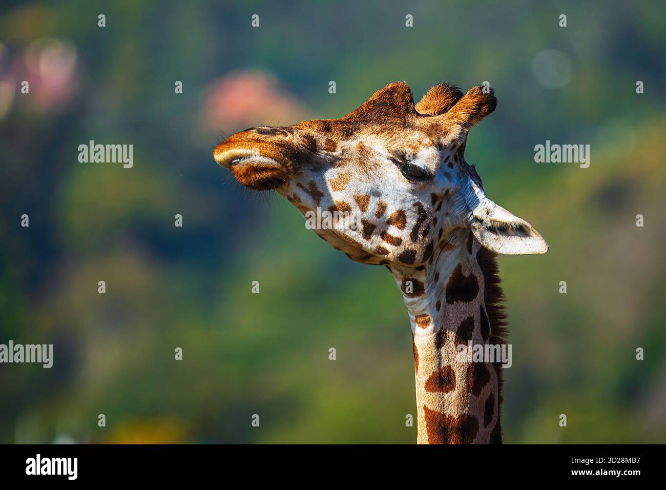 Giraffa nubiana (Giraffa camelopardalis camelopardalis) ritratto dettagliato Foto Stock