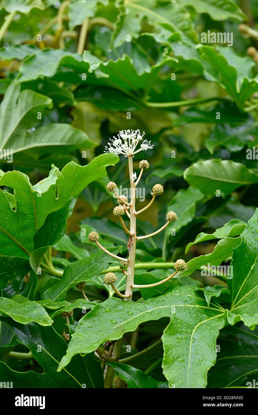 Boccioli di fiori e fogliame di aralia giapponese, Fatsia japonica Regno Unito settembre Foto Stock