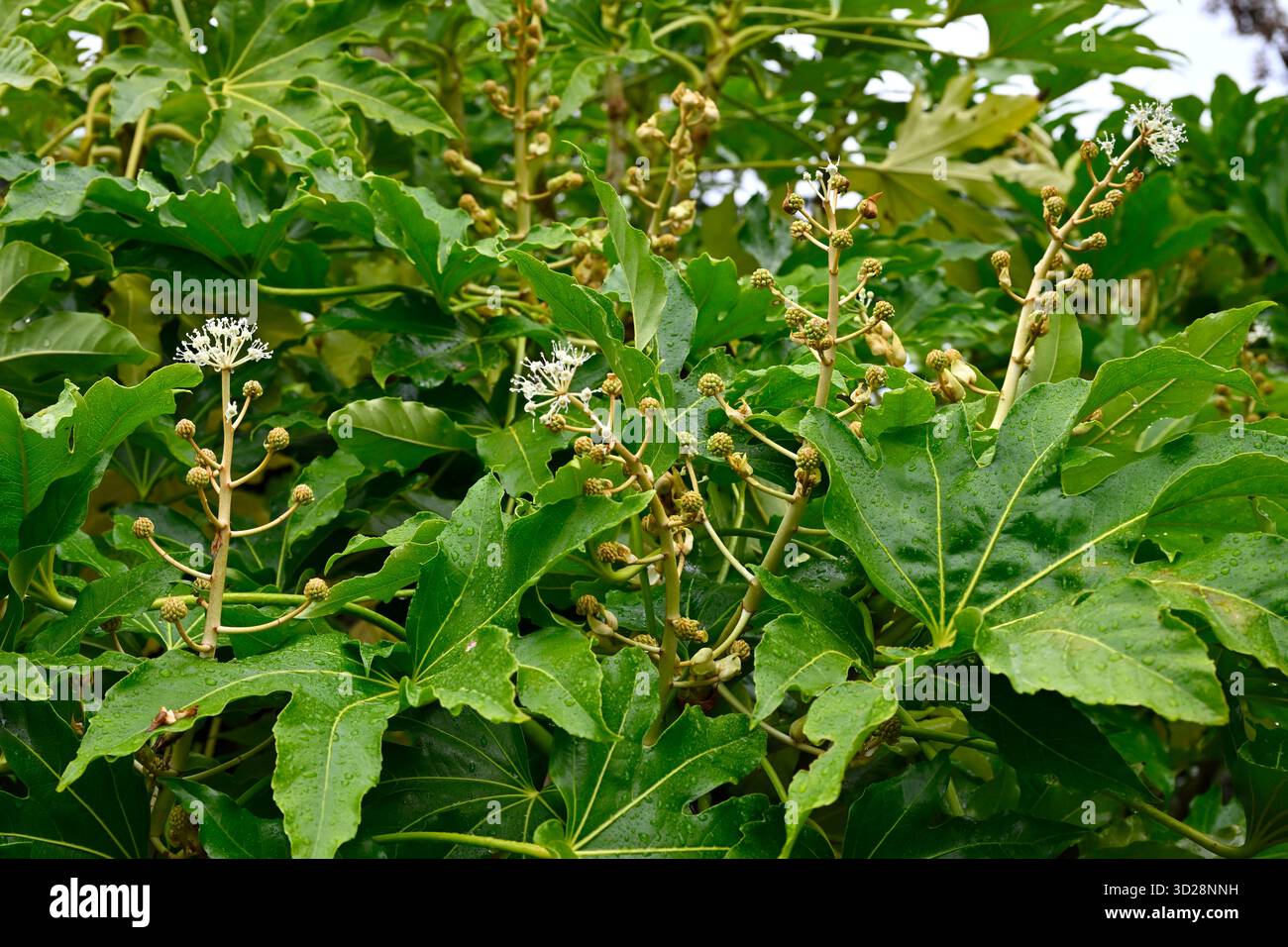 Boccioli di fiori e fogliame di aralia giapponese, Fatsia japonica Regno Unito settembre Foto Stock