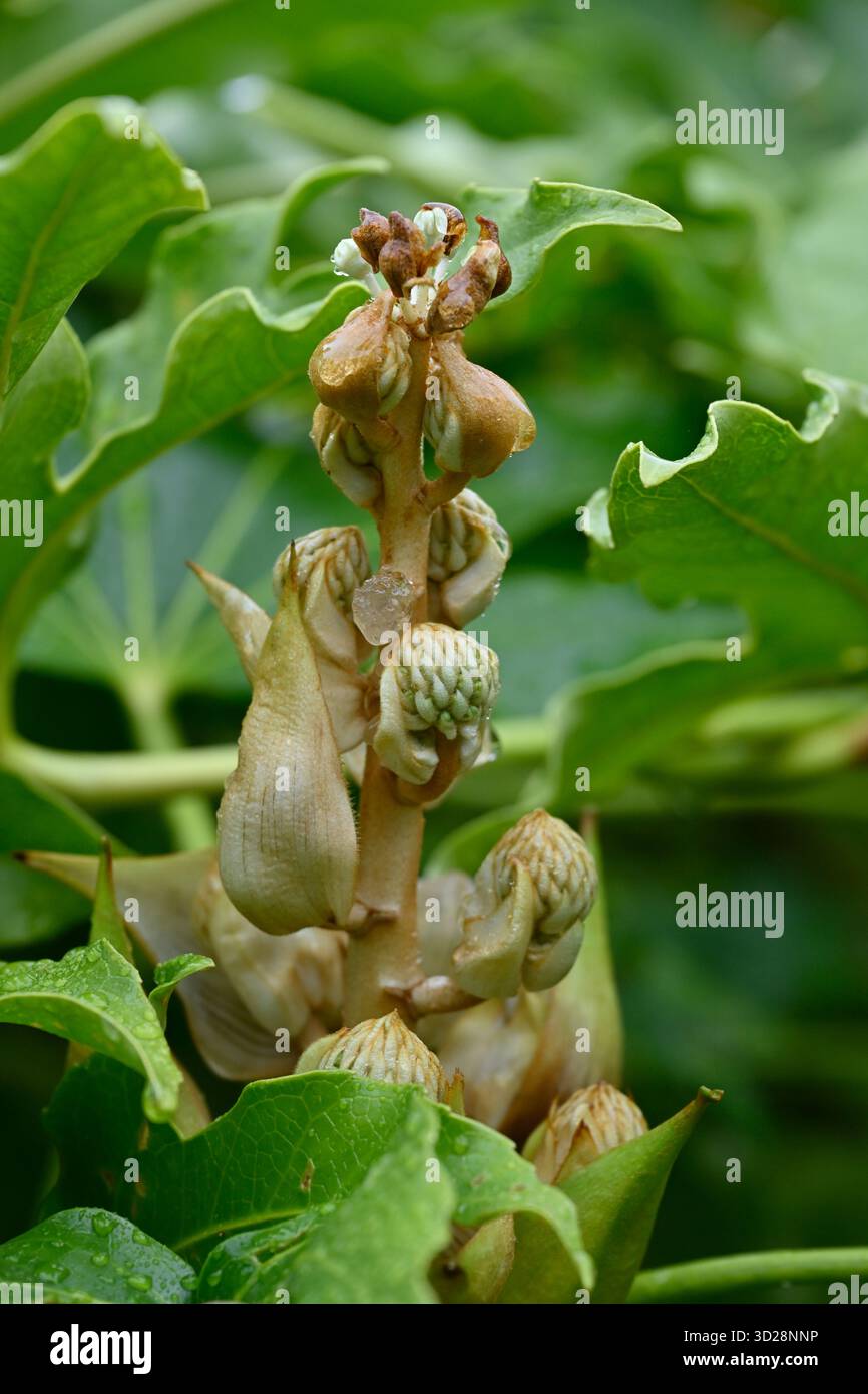 Boccioli di fiori e fogliame di aralia giapponese, Fatsia japonica Regno Unito settembre Foto Stock