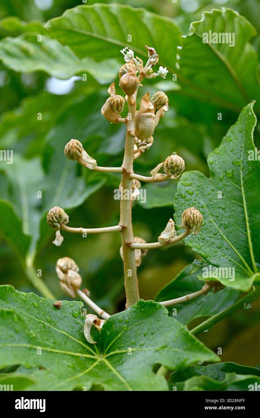 Boccioli di fiori e fogliame di aralia giapponese, Fatsia japonica Regno Unito settembre Foto Stock