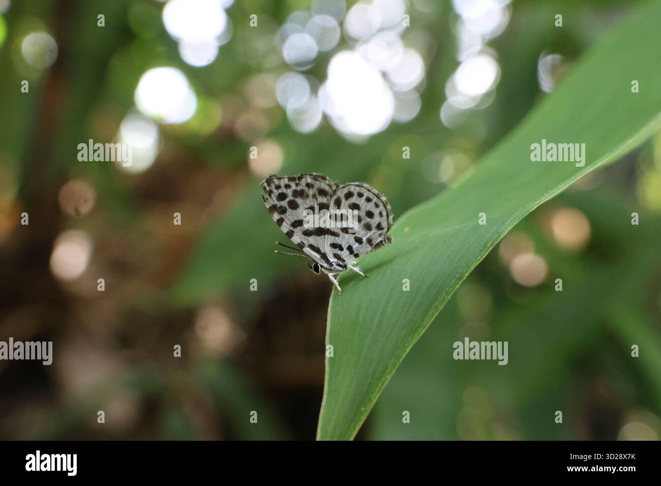 Una farfalla bianca con macchie nere poggia su una foglia di bambù verde brillante durante la vibrante stagione delle piogge. Una piccola farfalla carina. Foto Stock