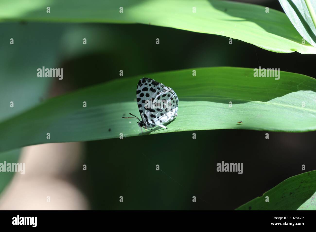 Una farfalla bianca con macchie nere poggia su una foglia di bambù verde brillante durante la vibrante stagione delle piogge. Una piccola farfalla carina. Foto Stock