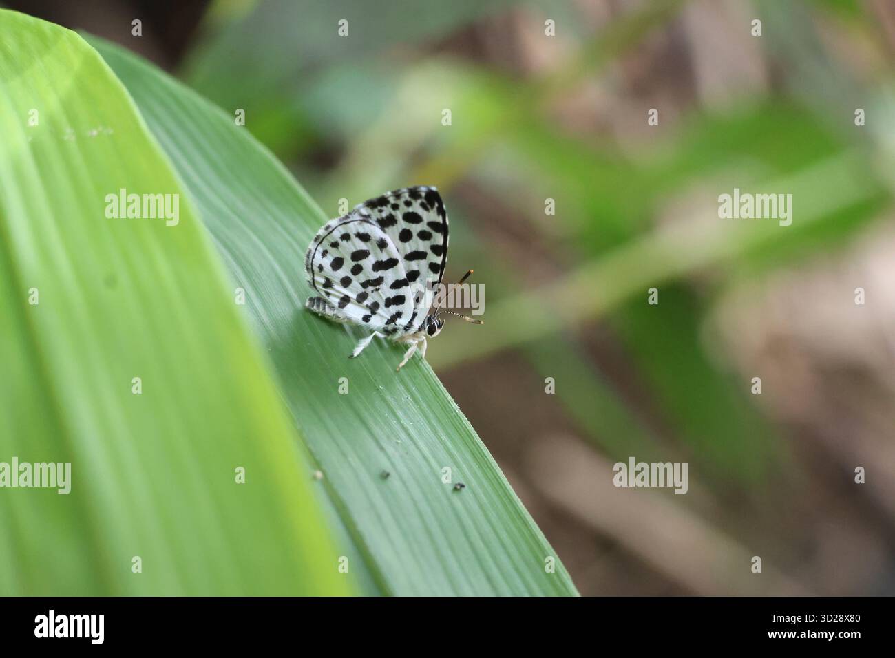 Una farfalla bianca con macchie nere poggia su una foglia di bambù verde brillante durante la vibrante stagione delle piogge. Una piccola farfalla carina. Foto Stock