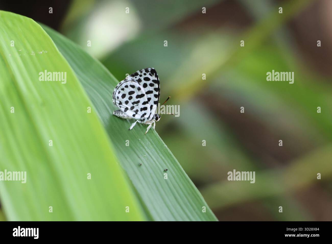 Una farfalla bianca con macchie nere poggia su una foglia di bambù verde brillante durante la vibrante stagione delle piogge. Una piccola farfalla carina. Foto Stock