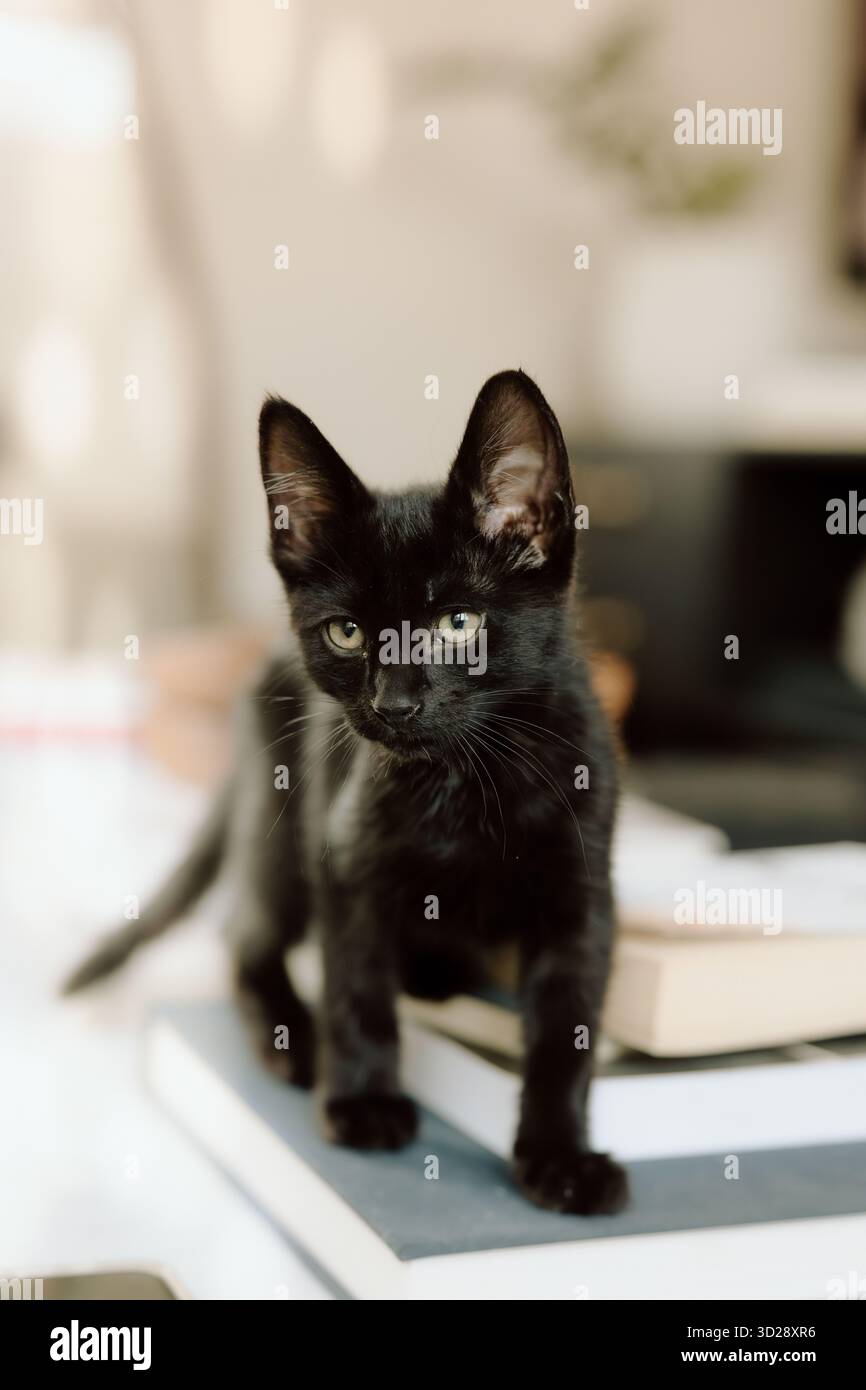 Piccolo gattino nero in piedi sui libri che guarda la macchina fotografica Foto Stock