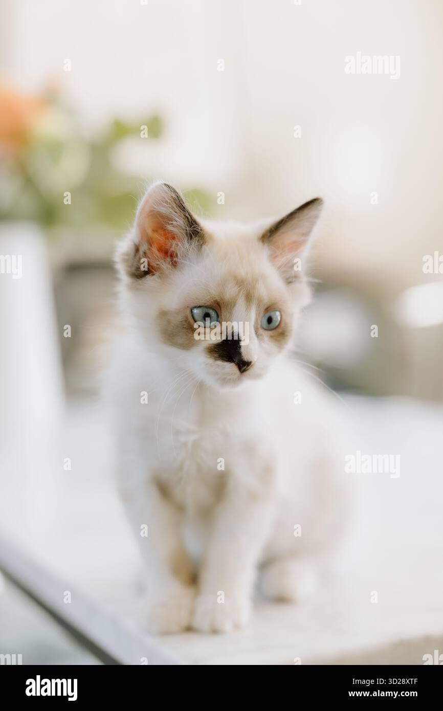 Foster gattino con occhi blu e segni unici Foto Stock
