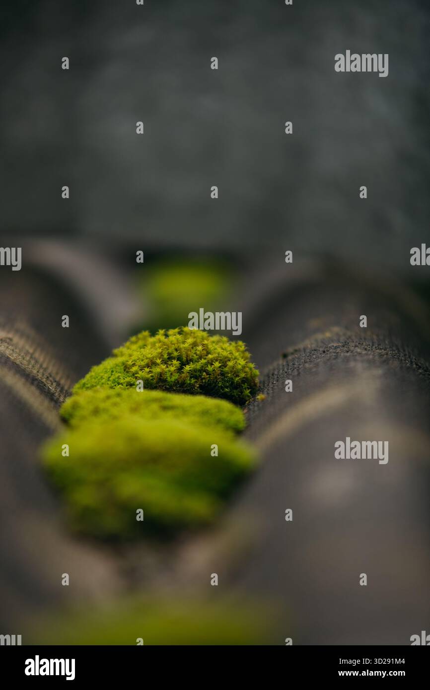 Macro shot di muschio su vecchie tegole Foto Stock