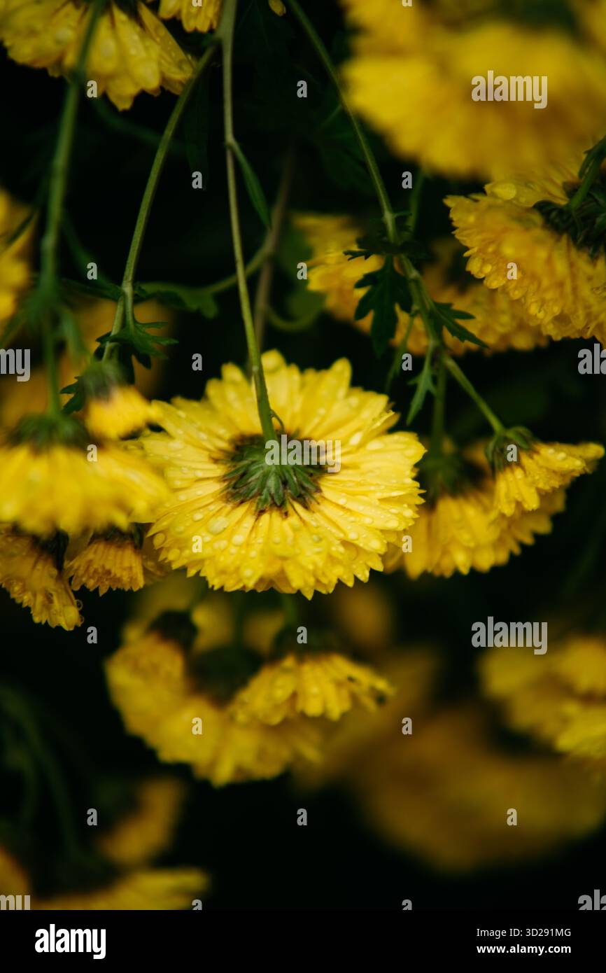 Primo piano di fiori d'autunno gialli ricoperti di gocce di pioggia fresche Foto Stock