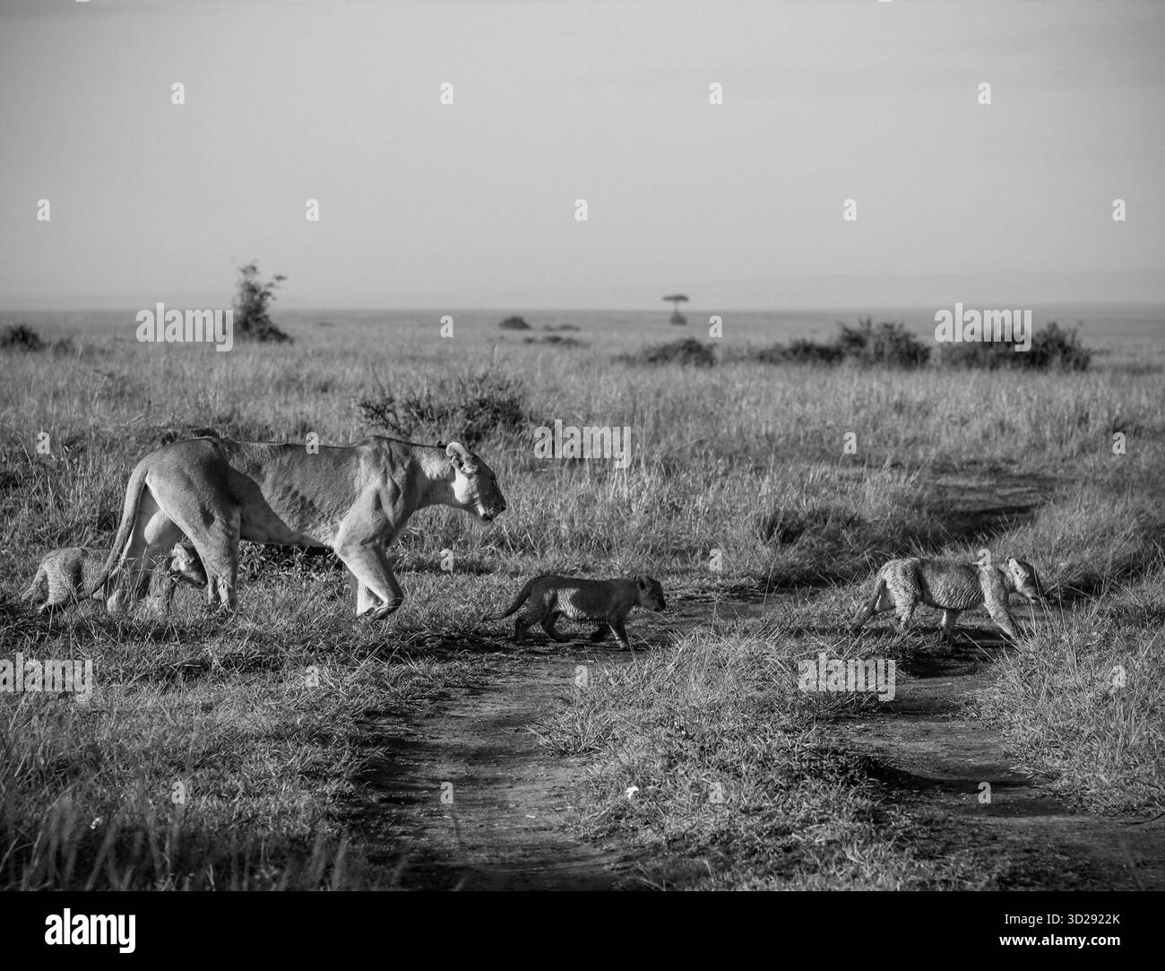 Lioness e i suoi tre cuccioli giocosi camminano insieme attraverso la vibrante savana africana sotto la calda luce del sole di una bella giornata Foto Stock
