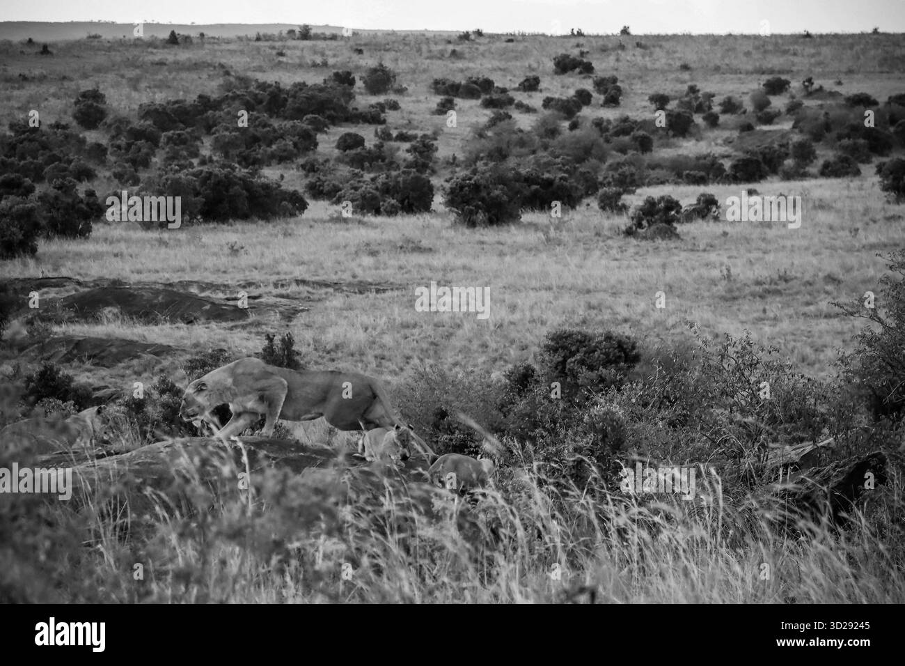 Lioness che cammina sulle rocce seguita dai suoi cuccioli nella savannah della riserva nazionale Masai Mara in Kenya Foto Stock