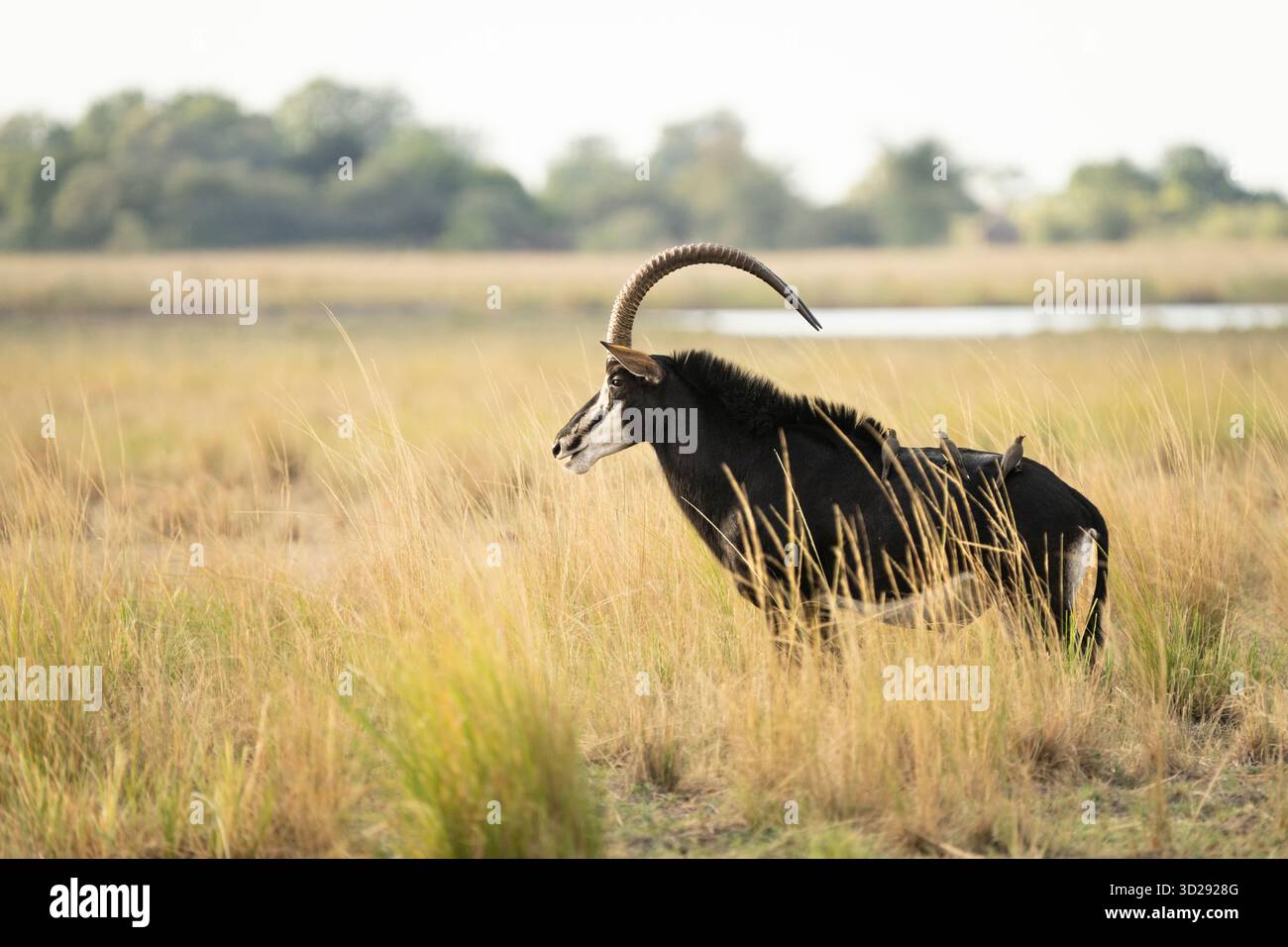 Sable Antelope (Hippotragus niger), ritratto a grandezza naturale di animale. Parco nazionale del Chobe, Botswana, Africa Foto Stock
